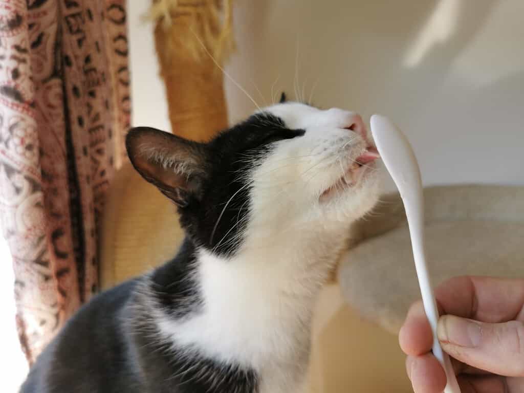 Un gatto domestico bianco e nero lecca un cucchiaio di ricotta.