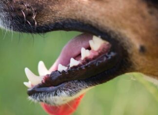 Motivi per l'estrazione dei denti del cane