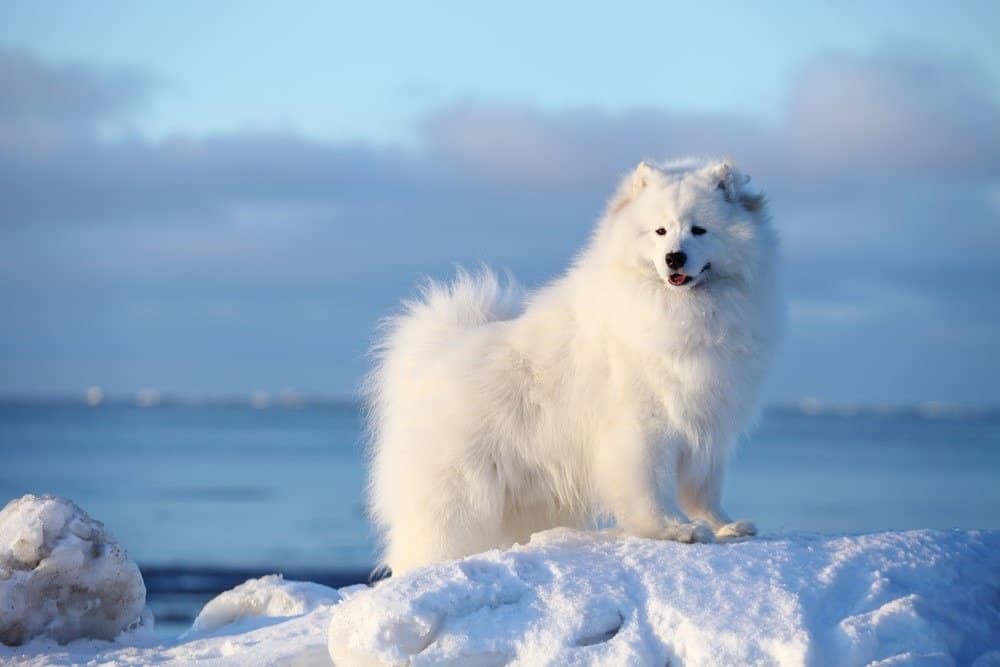 Cane bianco Samoiedo sulla spiaggia invernale nella neve, inverno artico settentrionale