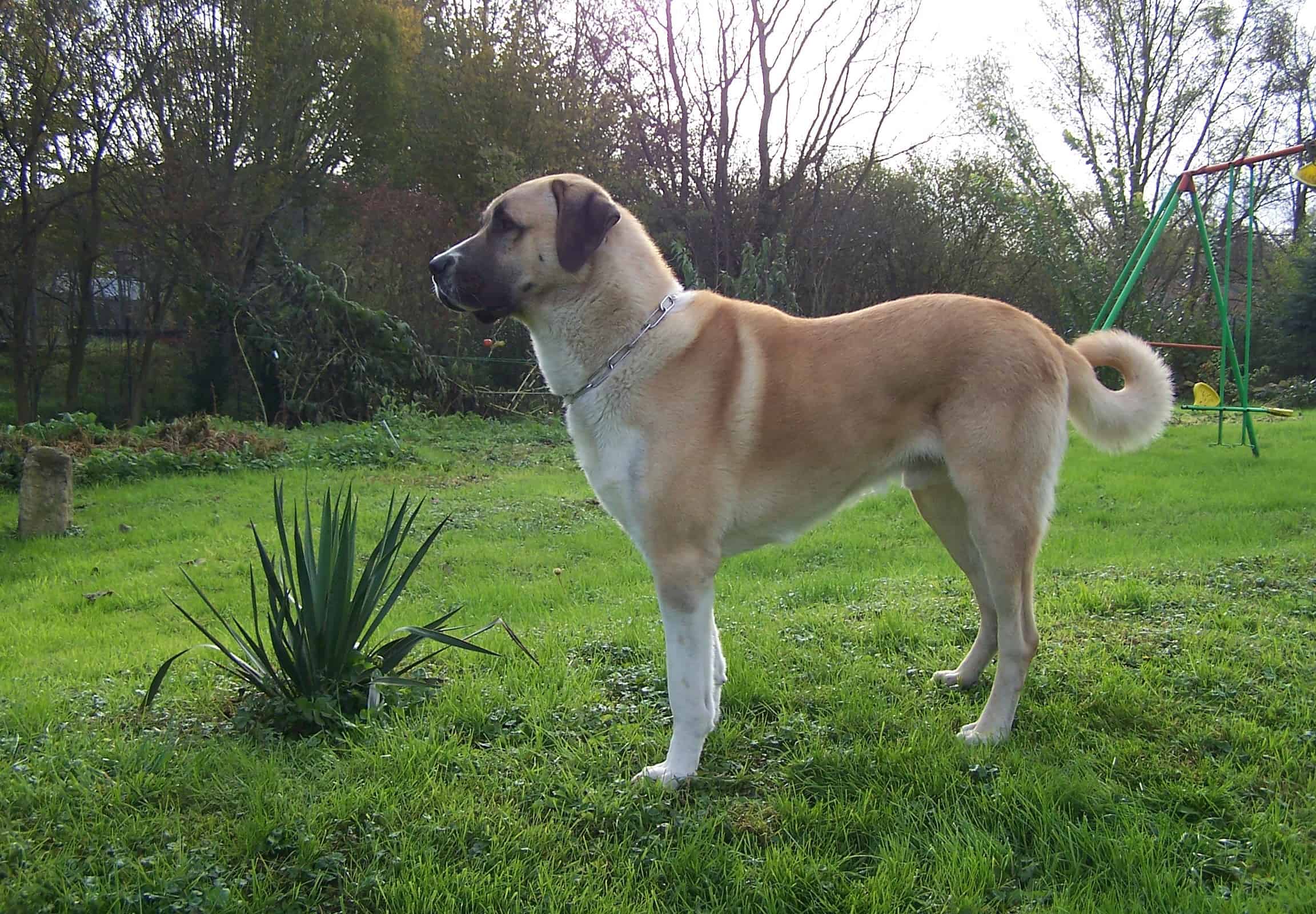 Cane da pastore anatolico dalla coda riccia in piedi sull'erba