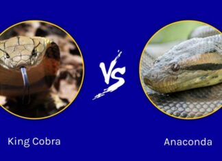 Cobra reale contro Anaconda