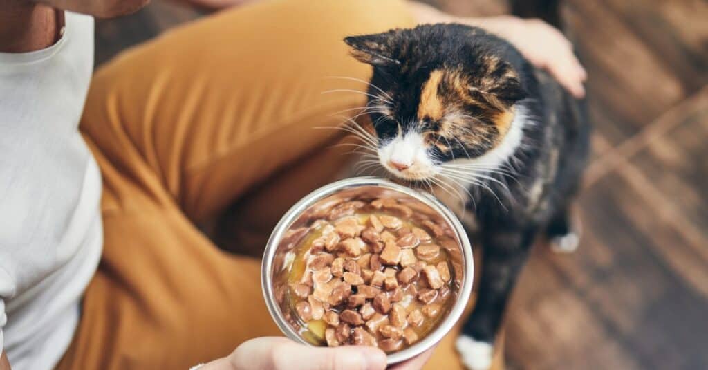 gatto che guarda il suo cibo