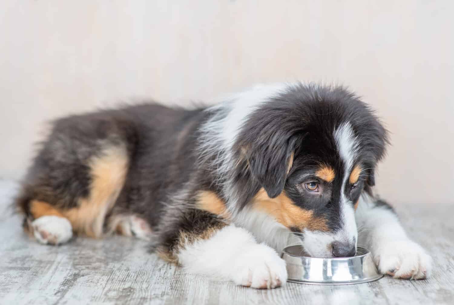 Cane australiano mangia dalla ciotola a casa