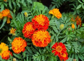 Primo piano di un bellissimo fiore di tagete (Tagetes erecta, tagete messicano, azteco o africano) nel giardino