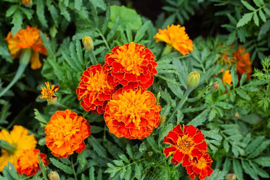 Primo piano di un bellissimo fiore di tagete (Tagetes erecta, tagete messicano, azteco o africano) nel giardino