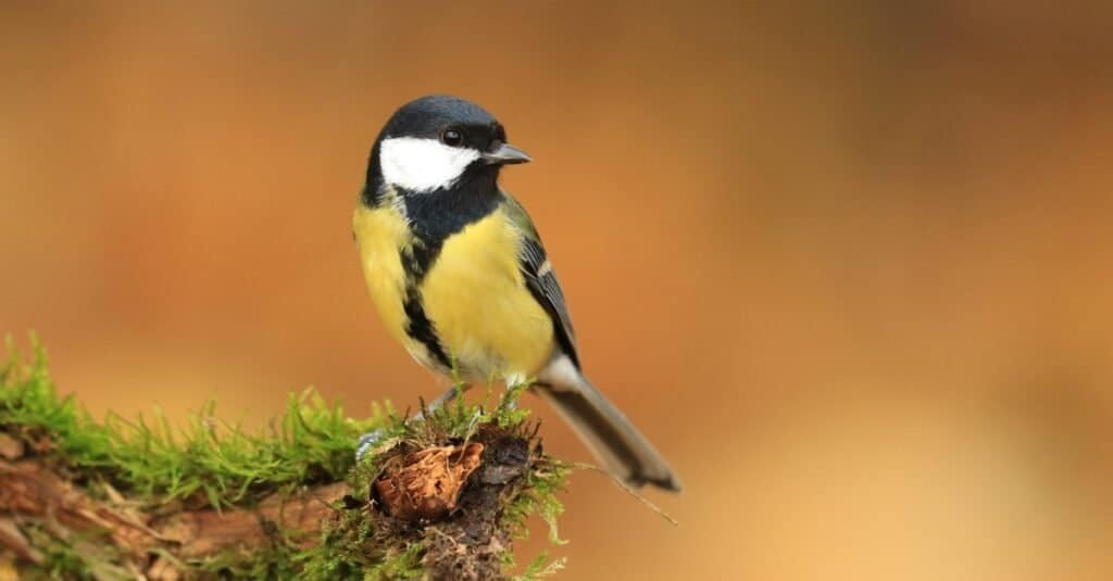 Animali che cantano-uccello