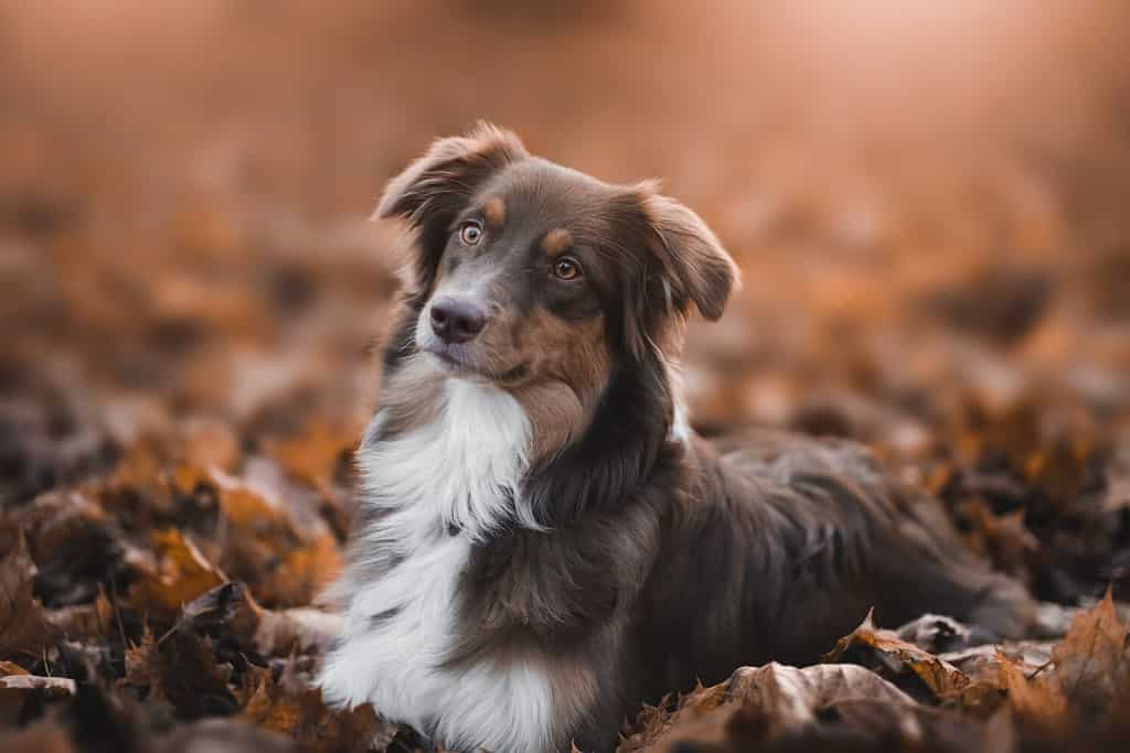 ritratto bellissimo cane pastore australiano domestico bianco marrone in posa natura tramonto