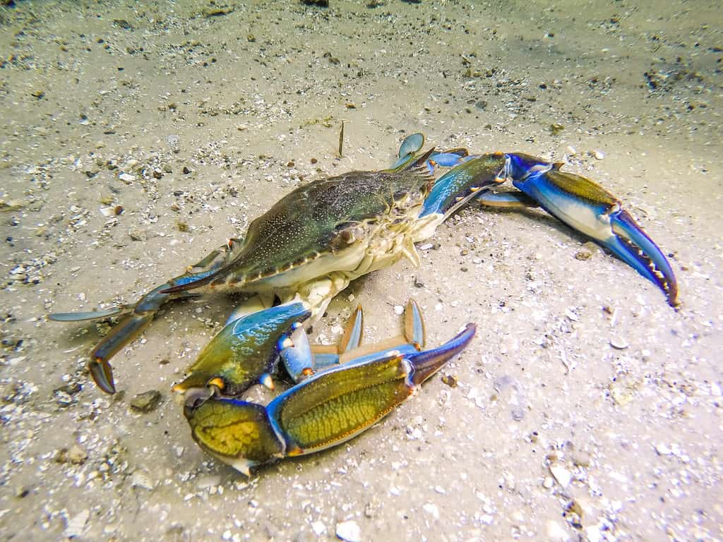 Granchio blu sott'acqua che cammina sul fondale sabbioso