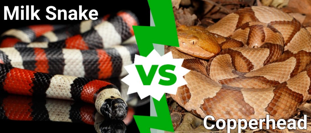 Serpente del latte contro testa di rame: 5 differenze chiave
