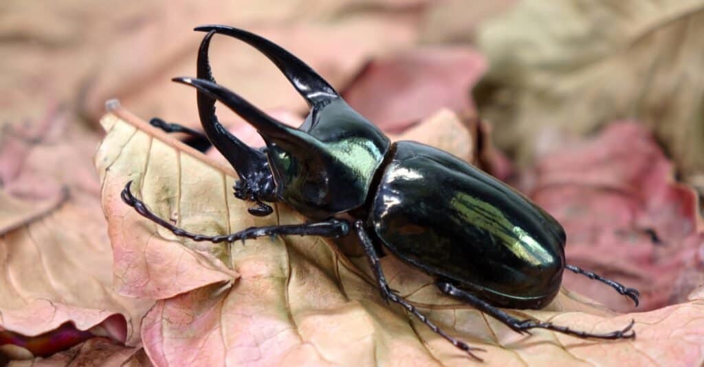 I coleotteri più colorati - Scarabeo Atlante