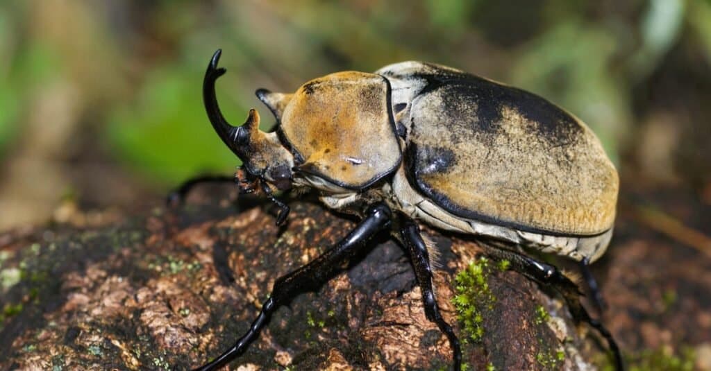 I coleotteri più colorati - Coleottero elefante