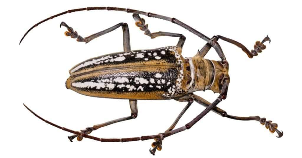 Coleotteri più colorati - Coleottero dalle lunghe corna di Wallace