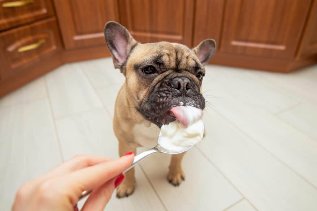 cane che mangia panna acida