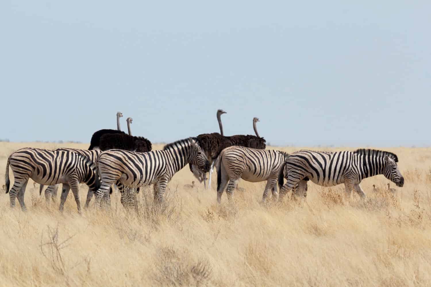 Zebra e struzzo nella savana africana. Parco nazionale Etosha, Ombika, Kunene, Namibia. Vera fotografia naturalistica