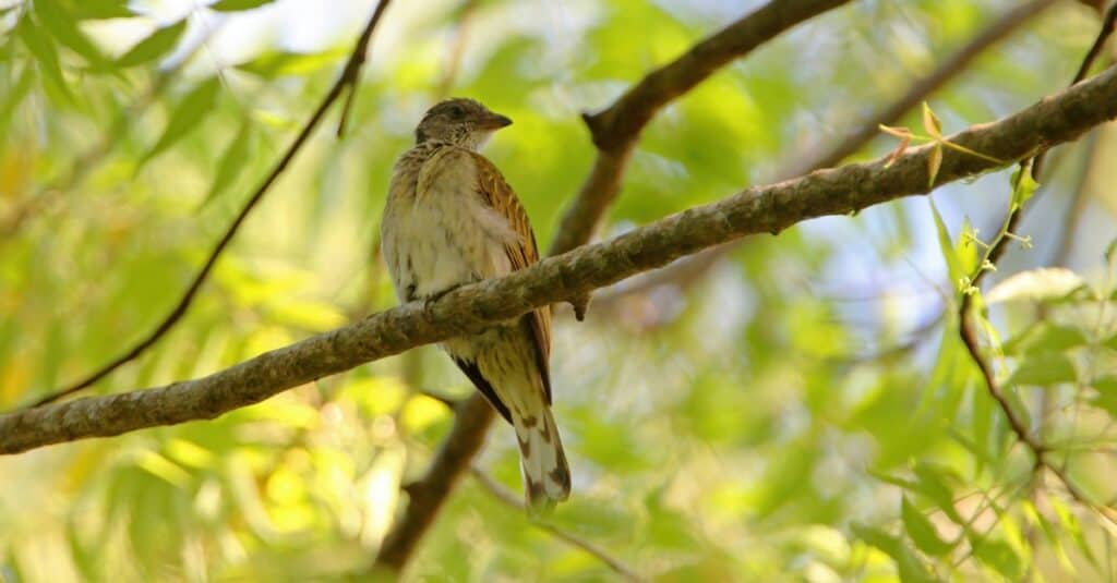 Uccelli che depongono le uova nei nidi di altri uccelli: Honeyguide