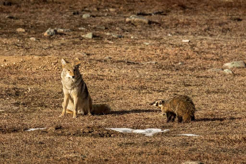 Tasso americano dopo la caccia con il coyote