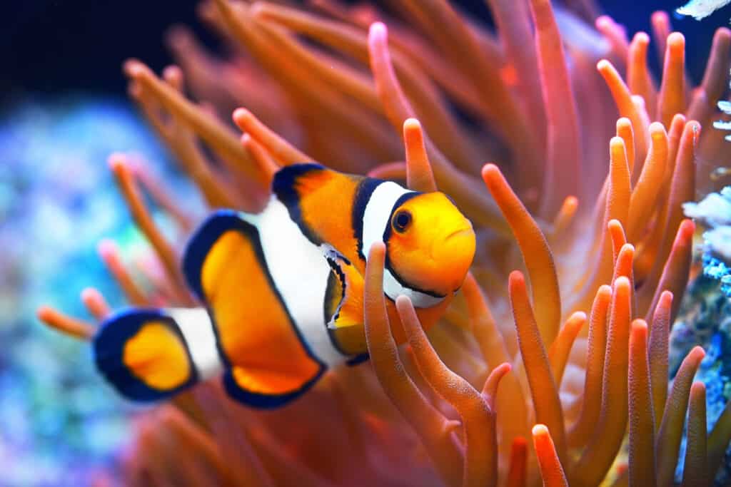 Pesce pagliaccio in un anemone di mare.