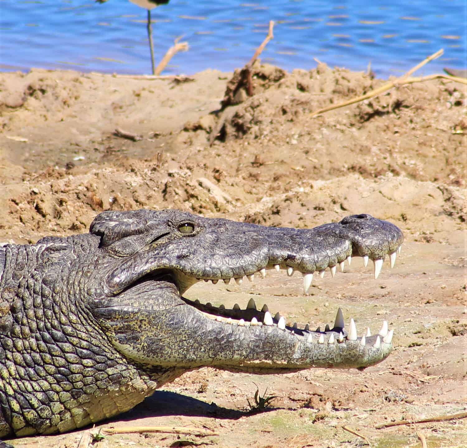 Un coccodrillo riposa al sole su un banco di sabbia con la bocca aperta. Sullo sfondo si vede un piviere fabbro. Poiché i coccodrilli sono animali a sangue freddo, amano riscaldarsi sdraiandosi al sole sui banchi di sabbia.