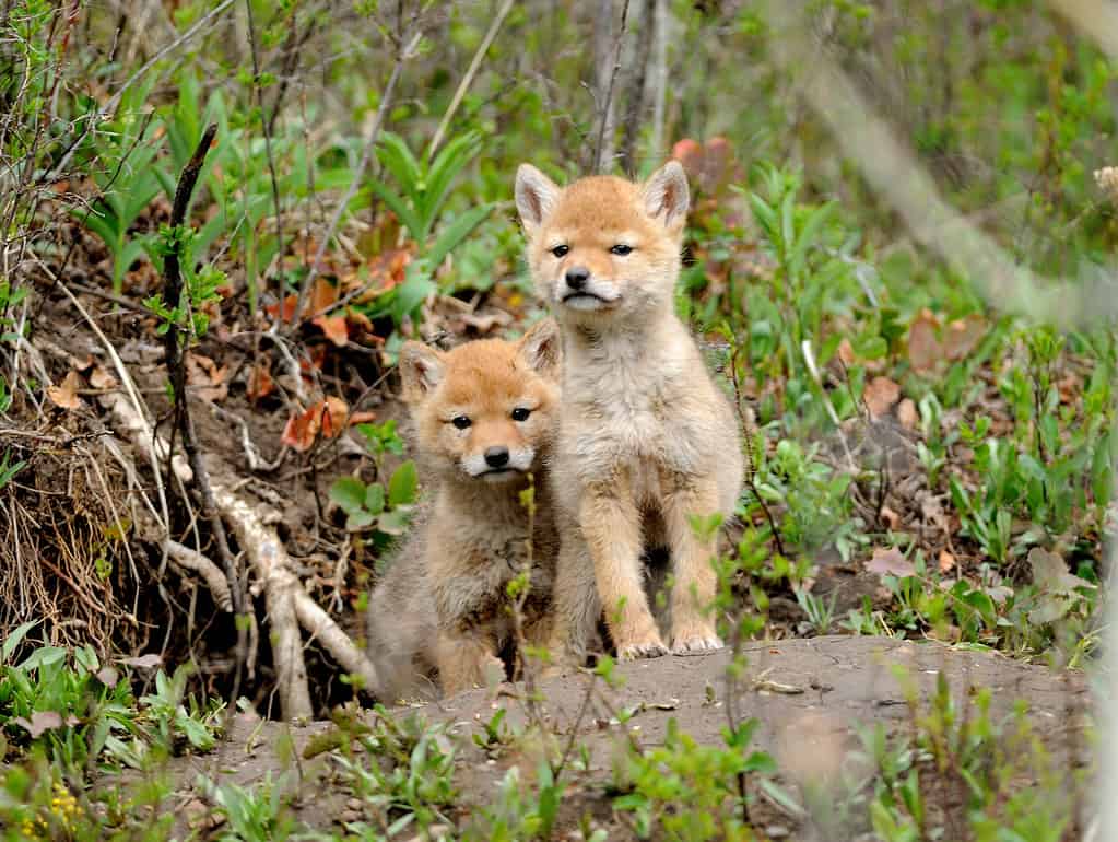 Cuccioli di coyote