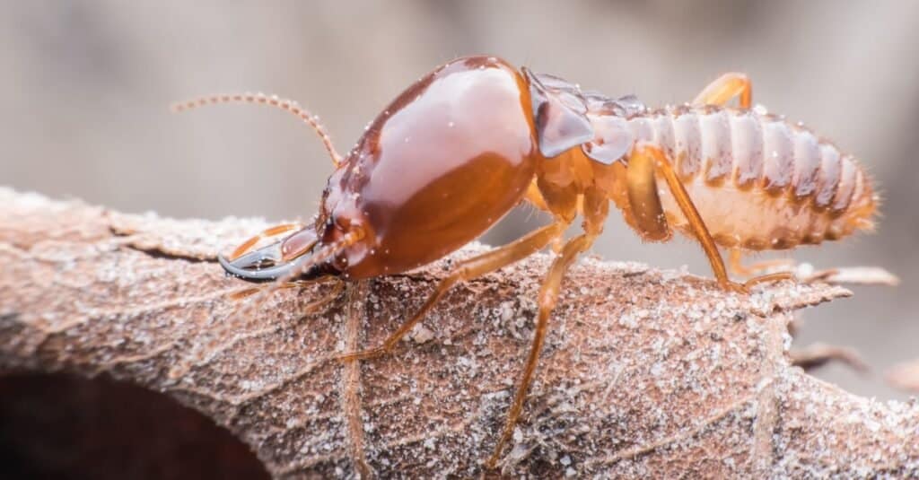 Animali che sputano acido