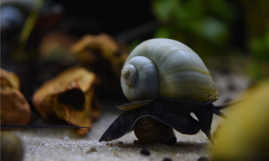 Lumaca misteriosa o Pomacea bridgesii