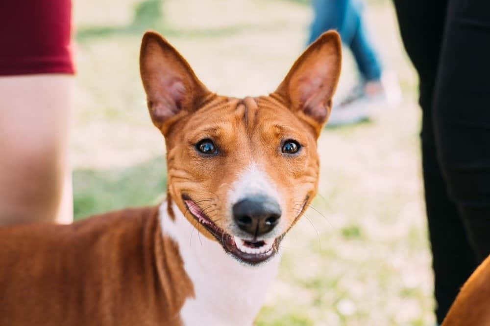 Il basenji non abbaia e si pulisce come i gatti.