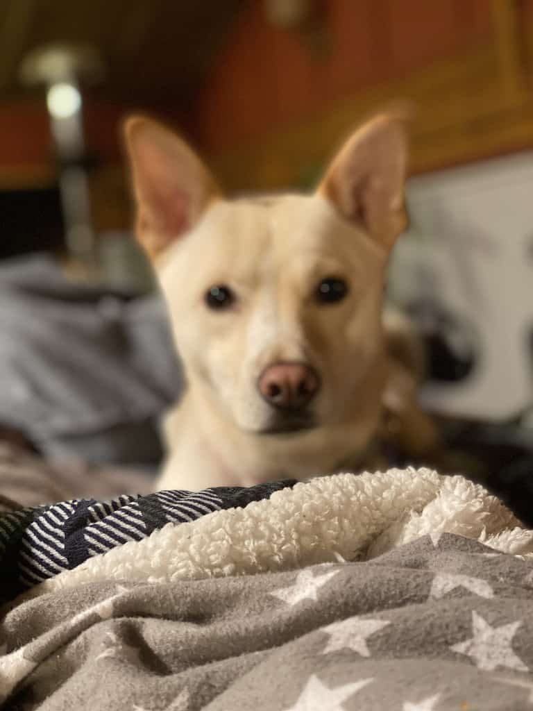 Il Jindo coreano assomiglia a un gatto.