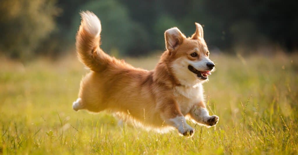 Il piccolo Pembroke Welsh Corgi ha la pancia ondeggiante di un gatto. 