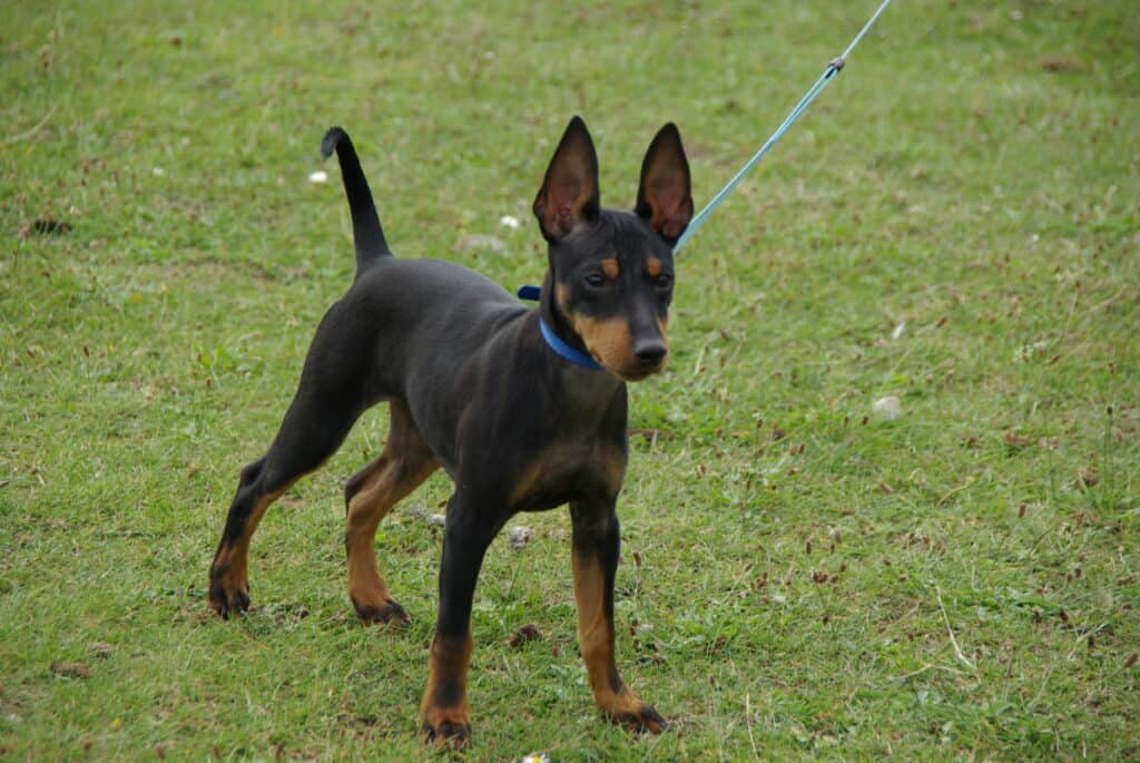 Un terrier toy inglese da adulto non pesa più di 5,5 kg.