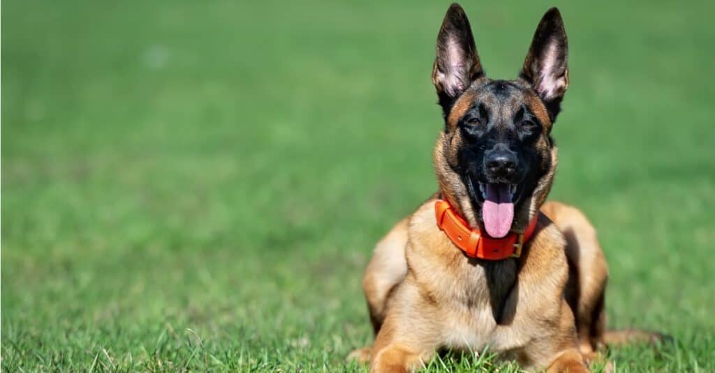 Malinois belga con collare arancione e lingua fuori