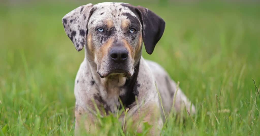 Primo piano del leopardo di Catahoula