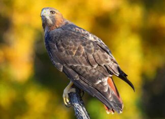 Poiana dalla coda rossa (Buteo jamaicensis) seduta su un bastone: uccelli che sembrano aquile