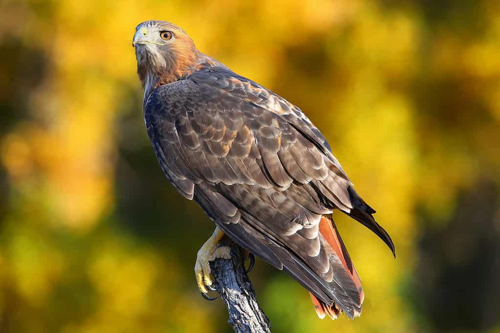 Poiana dalla coda rossa (Buteo jamaicensis) seduta su un bastone: uccelli che sembrano aquile