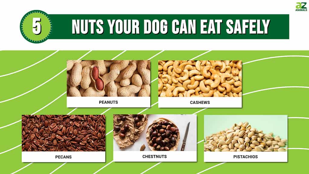 Grafico illustrato di 5 noci che il tuo cane può mangiare in sicurezza