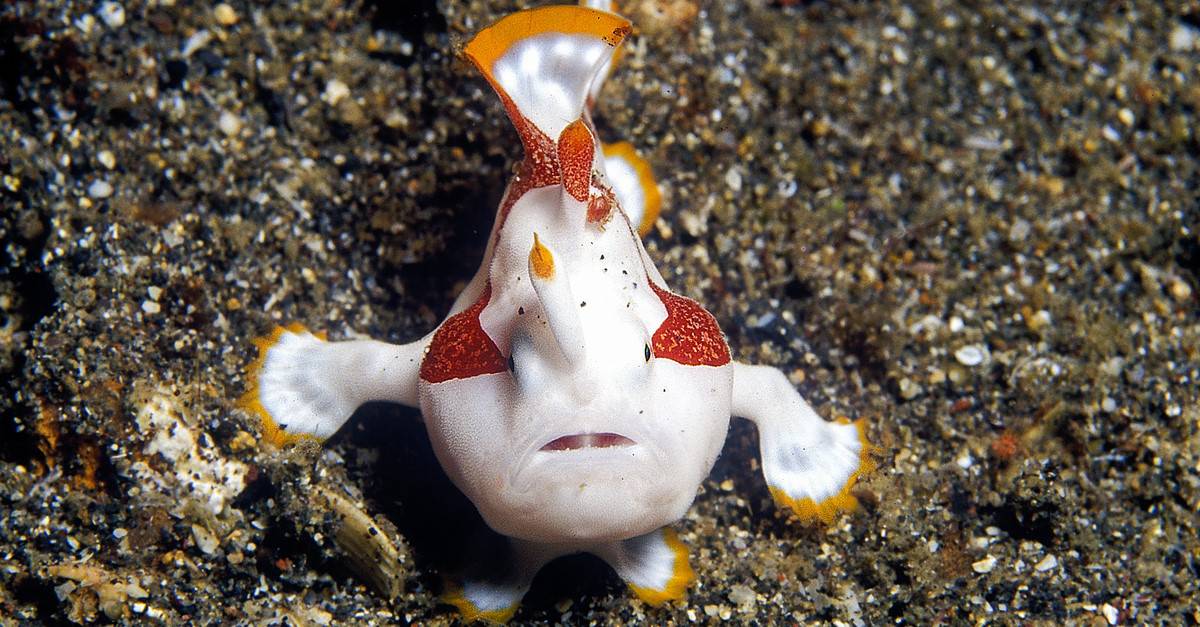 Pesce rana pagliaccio, trovato a Lembeh, Indonesia. È un pesce rana molto attraente con bei colori.