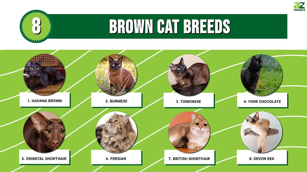 Infografica sulle razze di gatti marroni