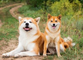 Akita Inu contro Shiba Inu: Akita e Shiba 