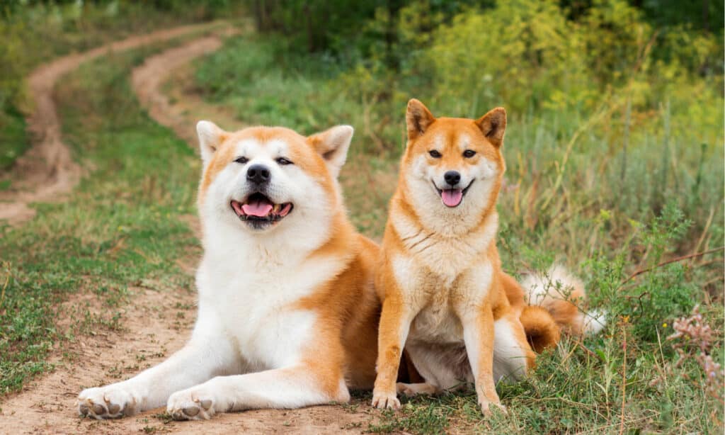 Akita Inu contro Shiba Inu: Akita e Shiba 