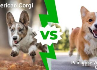 Corgi americano contro Corgi gallese Pembroke