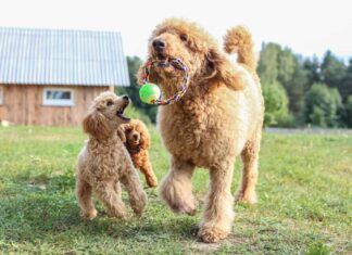 toy e barboncino standard vengono giocati sul prato. Cani di razza color albicocca.