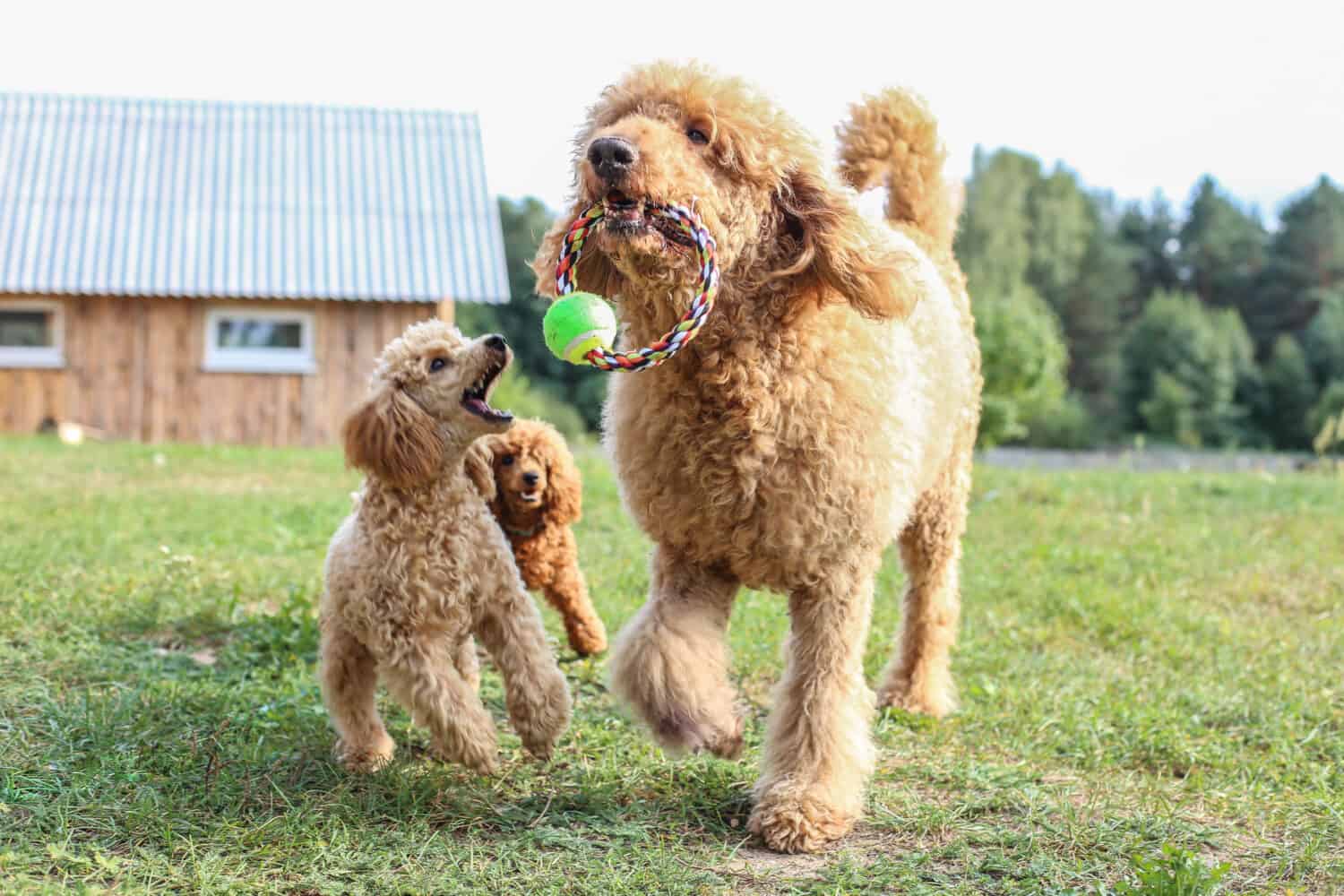 toy e barboncino standard vengono giocati sul prato. Cani di razza color albicocca.