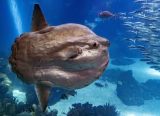 Primo piano di un pesce persico sott'acqua. I Mola mola sono forse i pesci ossei più grandi del mondo.