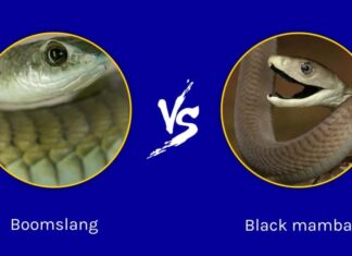 Boomslang contro Black Mamba: quali sono le differenze?
