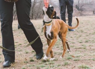 addestramento cane razza boxer. Addestramento cani in città. Primo piano