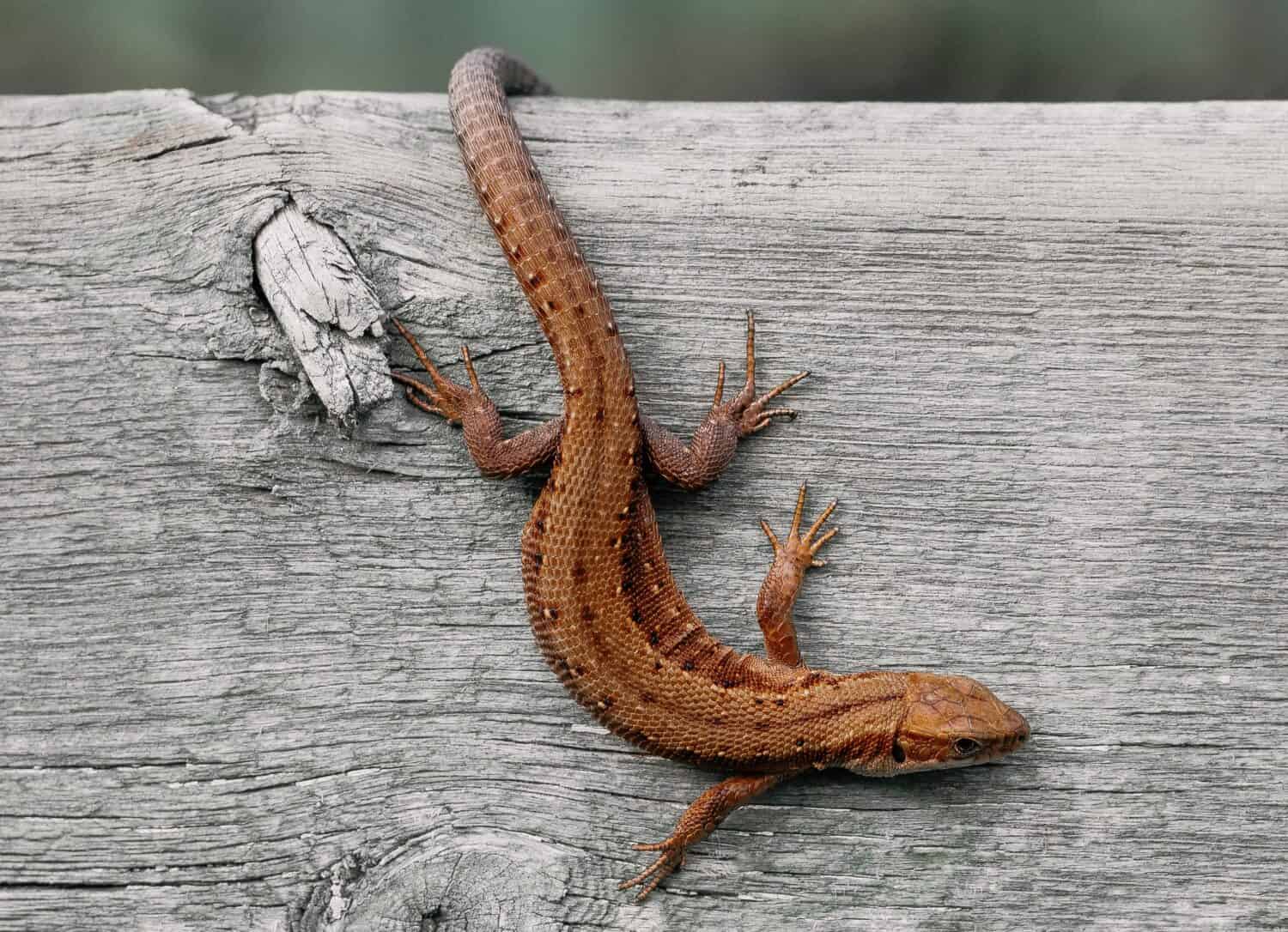 la cacca di lucertola è solida e di un caratteristico colore grigio-marrone. Si trova spesso in piccoli mucchi sotto rocce o tronchi dove è noto che le lucertole si nascondano.