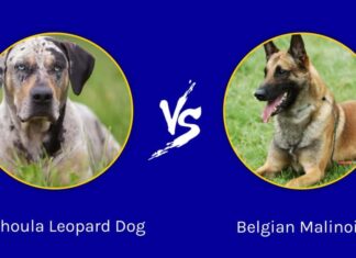 Catahoula Leopard Dog e Belgian Malinois: quali sono le differenze?
