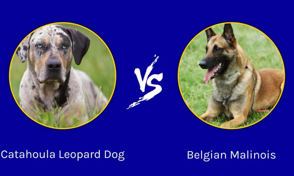 Catahoula Leopard Dog e Belgian Malinois: quali sono le differenze?
