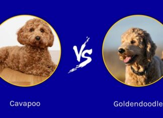 Cavapoo e Goldendoodle: quali sono le differenze?
