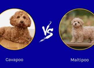 Cavapoo vs Maltipoo: le principali differenze
