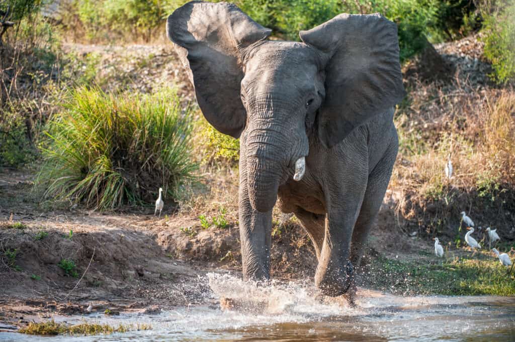 elefante arrabbiato